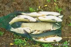 草鱼喜暖怕寒，夏季不钓就亏了，从这些方面入手，很少空军的时候图片