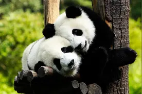 大熊猫“降级”背后的思考图片