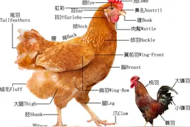 鸡考记︱深入研究每一只鸡的品种、部位、吃法，以及故事（上）图片