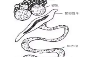控制蛋鸡输卵管炎症的发生是养生殖道的关键图片