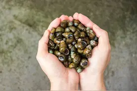 你真吃的是田螺吗？5分钟让你看懂“螺”与“螺”之间的关系图片