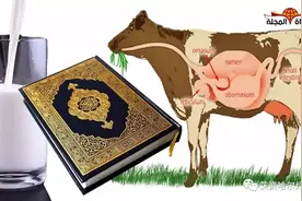古兰奇迹】揭示牛乳生成真相，寥寥数语令人惊叹！图片