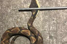 五步蛇都敢抓？男子夜钓碰到大蛇直接抓上手，网友：是个狠人图片