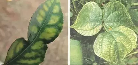 妞嶇墿缂虹礌鍘熷洜鍙婄己绱犵棁鐘跺鐓ц〃