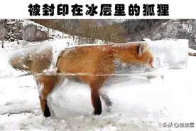 在冰冻的环境里被人类找到的9大神秘发现图片