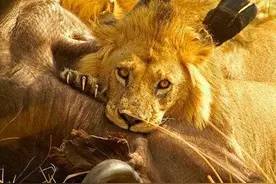 人类为什么只吃食草动物，几乎不吃食肉动物？图片