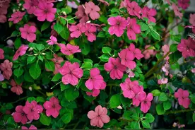 感恩小姑子当初对我丈夫的帮助，她遭遇家暴时，我出手了图片