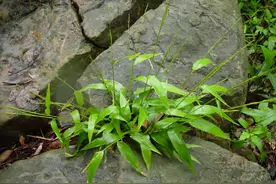 淡竹叶：外形酷似竹子是竹林一害，如今价值珍贵，是凉茶的原材料图片