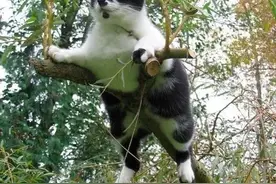 猫：没有我上不去的地方图片