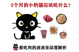 2个月的小奶猫吃什么比较好？羊奶，猫奶糕，鱼罐头，小肉条？图片