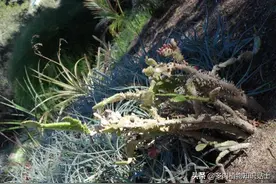 狂野奔放的野生植物园，这里是多肉植物的发源地图片