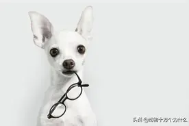 怎么给狗狗避孕？图片