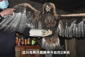 黑龙江男子放羊发现奇怪大鸟 竟是国家一级保护动物金雕图片
