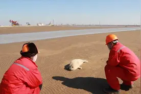 东营沙滩惊现小斑海豹 众人合力将“迷失”斑海豹送回家视频封面