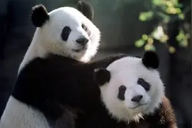 为了养育大熊猫，这家英国动物园已经拼了，却还是供不起图片