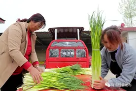 成县：蒜苔上市迎来“八方客”图片