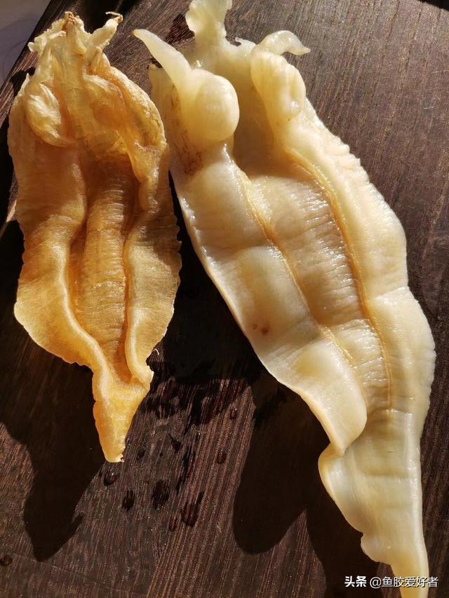 北海鱼胶的功效 苏里南北海鱼胶的功效