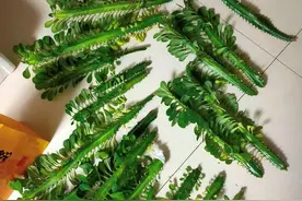 2个“大窍门”，扦插龙骨棒，3年窜屋顶，九柱龙镇宅又强壮图片