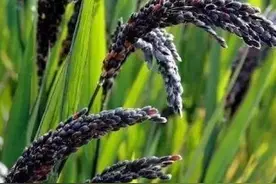 “贵比黄金”的紫色大米，你见过吗？有哪些优点，种植前景如何？图片