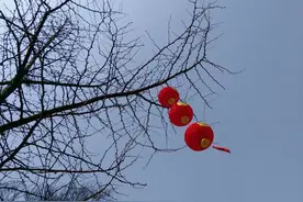 山村老人，能将鸡和狗定住图片