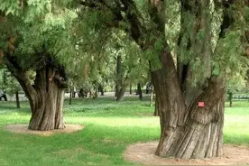 我的小学曾是大地主宅院，烂板凳都是红木的，操场有个灌不满的洞图片