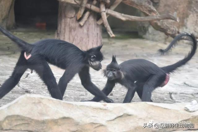 “高质量”求爱大作战，果然画风清奇