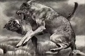 黄土地上的狼群内斗，苦水河畔狼王被豹子围攻，下属黑狼趁机夺权图片