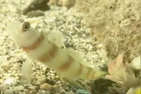 寰宇少年：虾竟可以活5年，但有个前提，就是不被你吃掉！视频封面