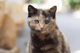 “你家猫是掉泥里了吗？脏兮兮的！”难道就没好看点的玳瑁猫吗？图片