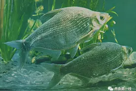 水生动物图文欣赏(3)——鳊鲂鱼10种：团头鲂、三角鳊和厚颌鲂等图片