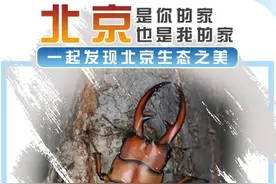 北京生物图鉴 | 褐黄前锹甲图片