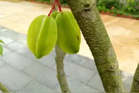 发现人们对拍摄水果比吃还热情。没有素材时，可以拍摄上头条啊图片