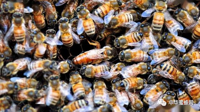 在越冬饲料中加入维生素和氨基酸等营养成分以促进蜂群的发展