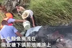 7米长2吨重须鲸在浙江瑞安搁浅，渔政人员：救援无效已死亡 遗体用于科研图片