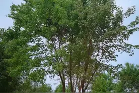 下半年这3类苗木比较好销，有货的苗农要抓住机遇图片