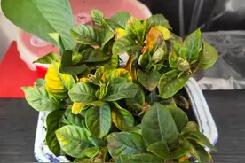 栀子花爱黄叶，找准5个原因，栀子花叶片浓绿，花朵开不断图片