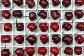 2021最全车厘子品种的说明书图片