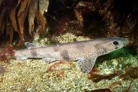 英国海域大多数鲨鱼食用塑胶微粒图片