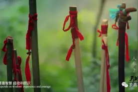 长白山挖参人为什么离不开“梭拨棍”？原来它是多功能的利器图片