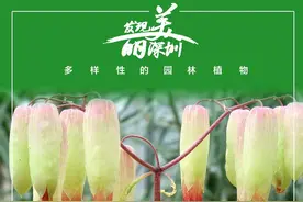 落地生根：坚韧美丽的“灯笼花”图片