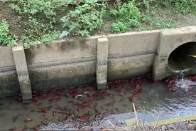 臭水沟里小龙虾泛滥？广东钓友钓鱼路过水沟，发现成群小龙虾图片
