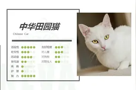 中华田园猫丨白猫图片