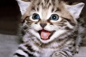 怀孕后能养猫狗吗？这些要点早知道，对自己和胎儿有利图片