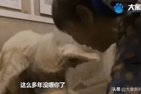 “猪坚强”瞳孔局部放大，已无法站立，网友现场为它加油图片
