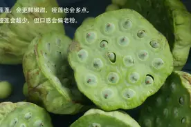 吃新鲜莲子，不要丢弃它，活血化瘀，女人最适合图片