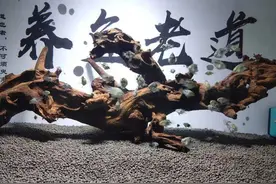 如何选择过滤棉，怎么提高滤棉过滤的有效性，提高它的使用价值？图片