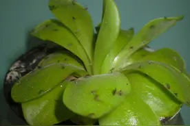 养花生虫，试试这4样“家庭好物”，保你轻松驱虫杀虫图片