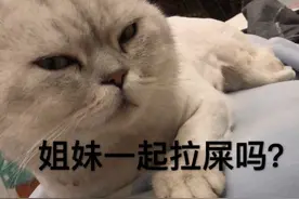 猫咪斗图表情包合集|有没有想我鸭图片