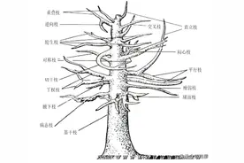 丘陵坡地凤凰木精品苗栽培技术图片