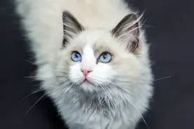 被誉为猫中仙女的布偶猫，其实是大傻子？智商为-10000图片
